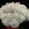 Mammillaria_sinistrohamata